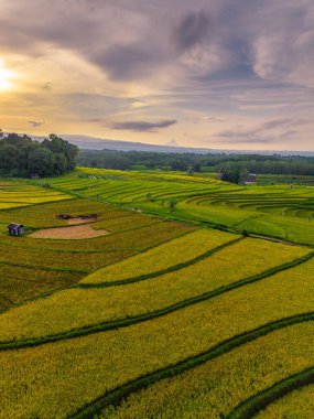 Beautiful morning view indonesia Panorama Landscape paddy fields with beauty color and sky natural light