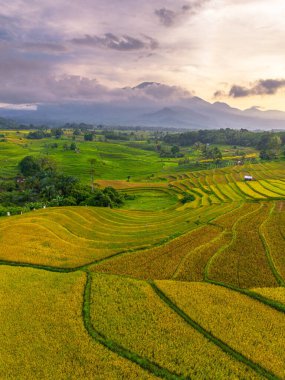 Beautiful morning view indonesia Panorama Landscape paddy fields with beauty color and sky natural light