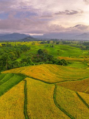 Beautiful morning view indonesia Panorama Landscape paddy fields with beauty color and sky natural light