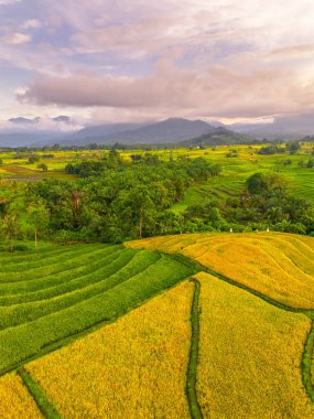 Beautiful morning view indonesia Panorama Landscape paddy fields with beauty color and sky natural light