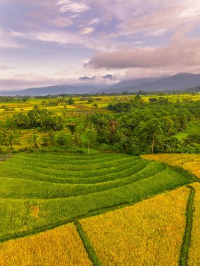 Beautiful morning view indonesia Panorama Landscape paddy fields with beauty color and sky natural light