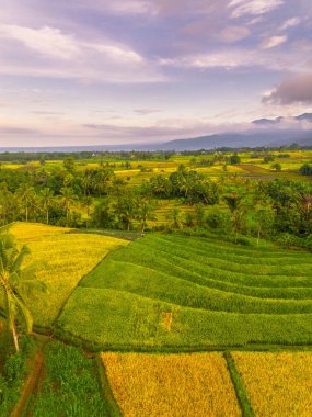 Beautiful morning view indonesia Panorama Landscape paddy fields with beauty color and sky natural light