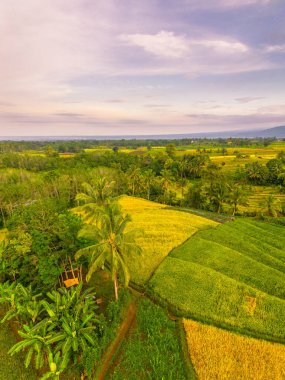 Beautiful morning view indonesia Panorama Landscape paddy fields with beauty color and sky natural light