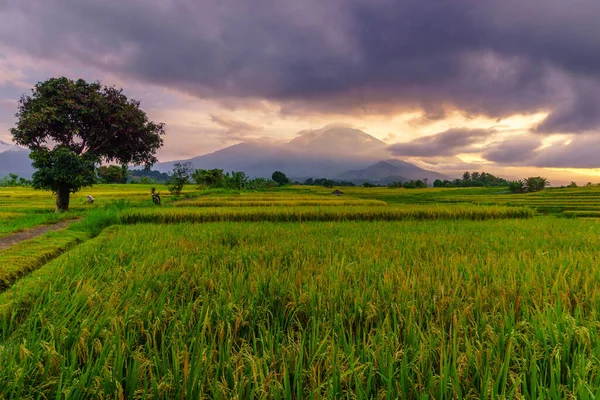 Beautiful morning view indonesia Panorama Landscape paddy fields with beauty color and sky natural light