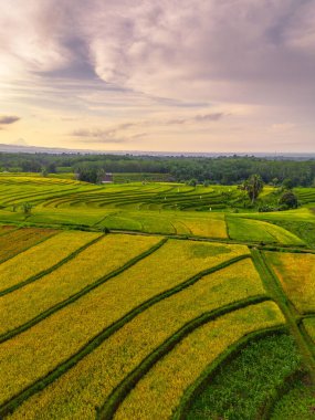 Beautiful morning view indonesia Panorama Landscape paddy fields with beauty color and sky natural light