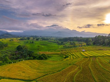 Beautiful morning view indonesia Panorama Landscape paddy fields with beauty color and sky natural light