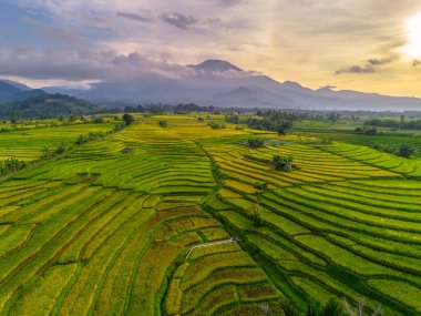 Beautiful morning view indonesia Panorama Landscape paddy fields with beauty color and sky natural light