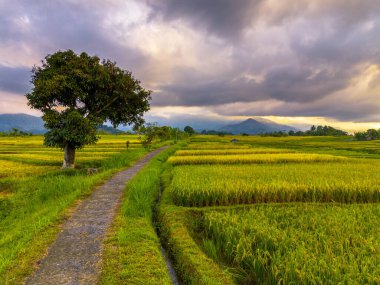 Beautiful morning view indonesia Panorama Landscape paddy fields with beauty color and sky natural light
