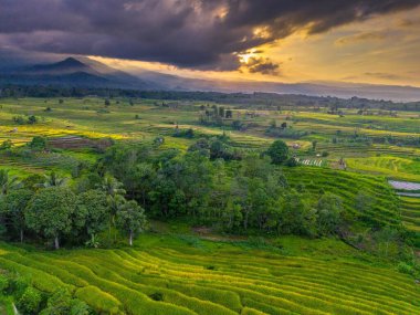 Beautiful morning view indonesia Panorama Landscape paddy fields with beauty color and sky natural light