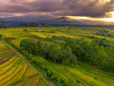 Beautiful morning view indonesia Panorama Landscape paddy fields with beauty color and sky natural light
