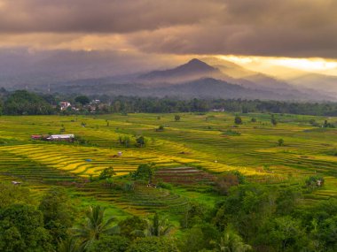 Beautiful morning view indonesia Panorama Landscape paddy fields with beauty color and sky natural light