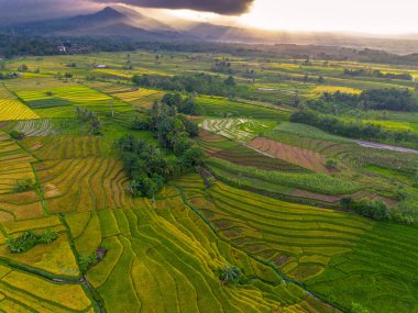 Beautiful morning view indonesia Panorama Landscape paddy fields with beauty color and sky natural light