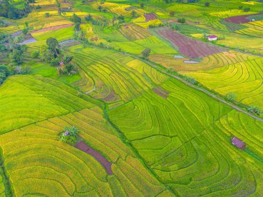 Beautiful morning view indonesia Panorama Landscape paddy fields with beauty color and sky natural light