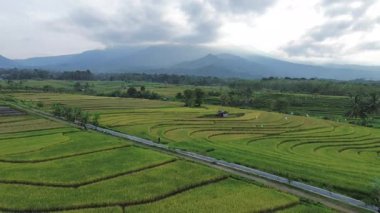 Beautiful morning view indonesia Panorama Landscape paddy fields with beauty color and sky natural light