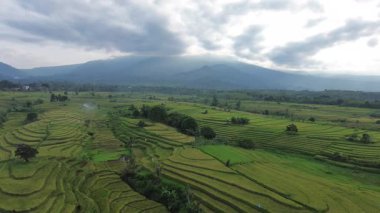 Beautiful morning view indonesia Panorama Landscape paddy fields with beauty color and sky natural light