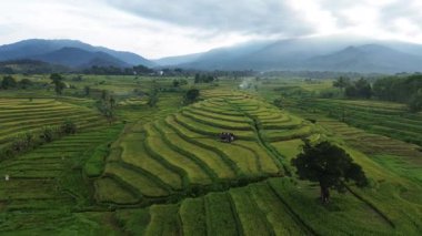 Beautiful morning view indonesia Panorama Landscape paddy fields with beauty color and sky natural light