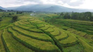 Beautiful morning view indonesia Panorama Landscape paddy fields with beauty color and sky natural light
