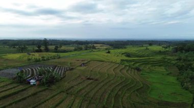 Beautiful morning view indonesia Panorama Landscape paddy fields with beauty color and sky natural light