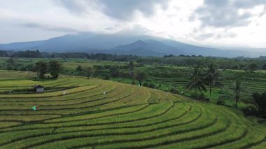 Beautiful morning view indonesia Panorama Landscape paddy fields with beauty color and sky natural light