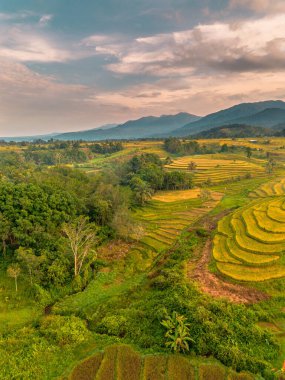 Beautiful morning view indonesia Panorama Landscape paddy fields with beauty color and sky natural light