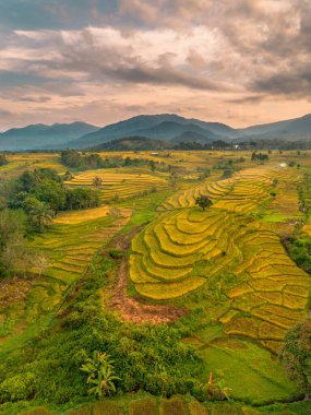 Beautiful morning view indonesia Panorama Landscape paddy fields with beauty color and sky natural light