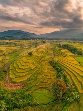 Beautiful morning view indonesia Panorama Landscape paddy fields with beauty color and sky natural light