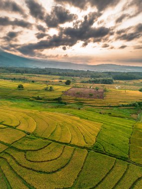 Beautiful morning view indonesia Panorama Landscape paddy fields with beauty color and sky natural light