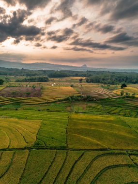 Beautiful morning view indonesia Panorama Landscape paddy fields with beauty color and sky natural light