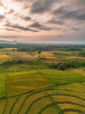 Beautiful morning view indonesia Panorama Landscape paddy fields with beauty color and sky natural light