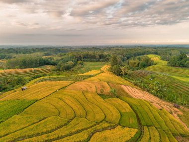 Beautiful morning view indonesia Panorama Landscape paddy fields with beauty color and sky natural light