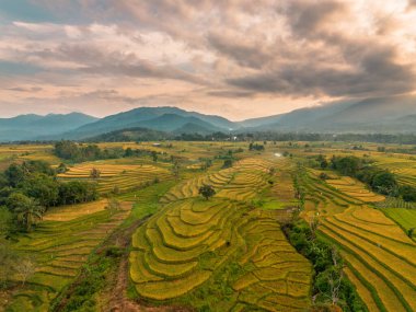 Beautiful morning view indonesia Panorama Landscape paddy fields with beauty color and sky natural light