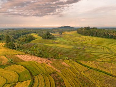 Beautiful morning view indonesia Panorama Landscape paddy fields with beauty color and sky natural light