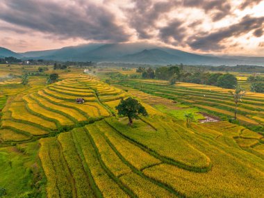 Beautiful morning view indonesia Panorama Landscape paddy fields with beauty color and sky natural light