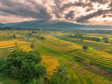Beautiful morning view indonesia Panorama Landscape paddy fields with beauty color and sky natural light