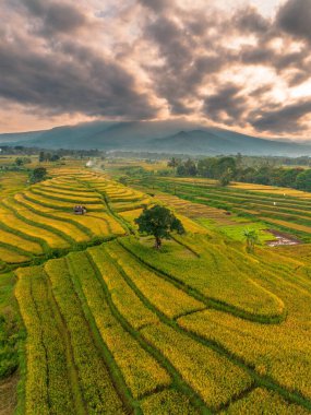 Beautiful morning view indonesia Panorama Landscape paddy fields with beauty color and sky natural light