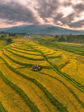 Beautiful morning view indonesia Panorama Landscape paddy fields with beauty color and sky natural light