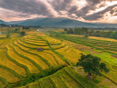 Beautiful morning view indonesia Panorama Landscape paddy fields with beauty color and sky natural light