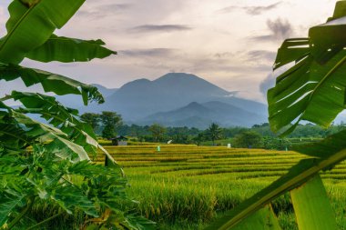 Beautiful morning view indonesia Panorama Landscape paddy fields with beauty color and sky natural light