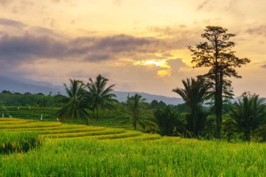 Beautiful morning view indonesia Panorama Landscape paddy fields with beauty color and sky natural light