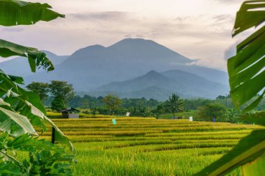 Beautiful morning view indonesia Panorama Landscape paddy fields with beauty color and sky natural light