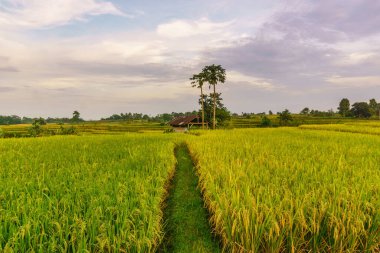 Beautiful morning view indonesia Panorama Landscape paddy fields with beauty color and sky natural light