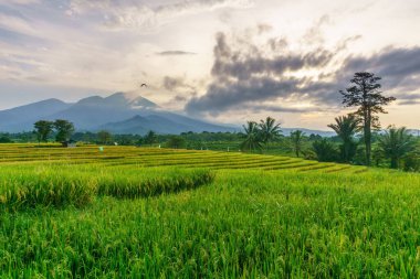 Beautiful morning view indonesia Panorama Landscape paddy fields with beauty color and sky natural light