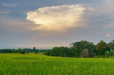 Beautiful morning view indonesia Panorama Landscape paddy fields with beauty color and sky natural light