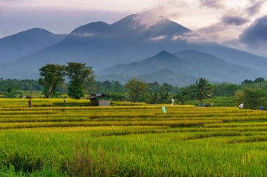 Beautiful morning view indonesia Panorama Landscape paddy fields with beauty color and sky natural light