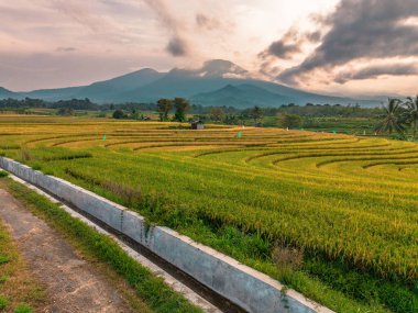 Beautiful morning view indonesia Panorama Landscape paddy fields with beauty color and sky natural light