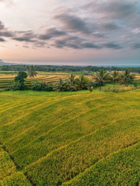 Beautiful morning view indonesia Panorama Landscape paddy fields with beauty color and sky natural light