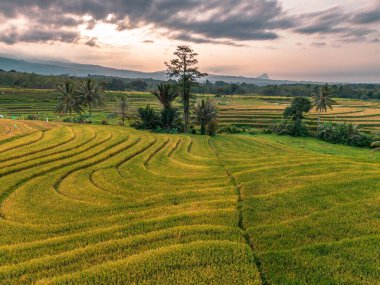 Beautiful morning view indonesia Panorama Landscape paddy fields with beauty color and sky natural light