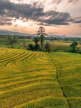 Beautiful morning view indonesia Panorama Landscape paddy fields with beauty color and sky natural light