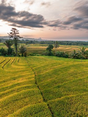 Beautiful morning view indonesia Panorama Landscape paddy fields with beauty color and sky natural light