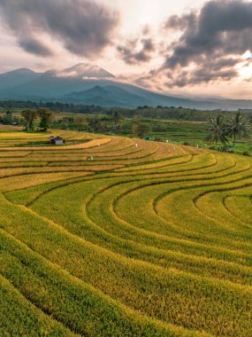 Beautiful morning view indonesia Panorama Landscape paddy fields with beauty color and sky natural light